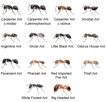 Argentine Ants Vs Fire Ants